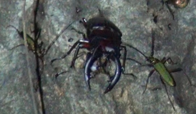 今 ノコギリクワガタがクワガタの9割を占める_東京多摩地区・街中のコナラ_2024年6月24日夜